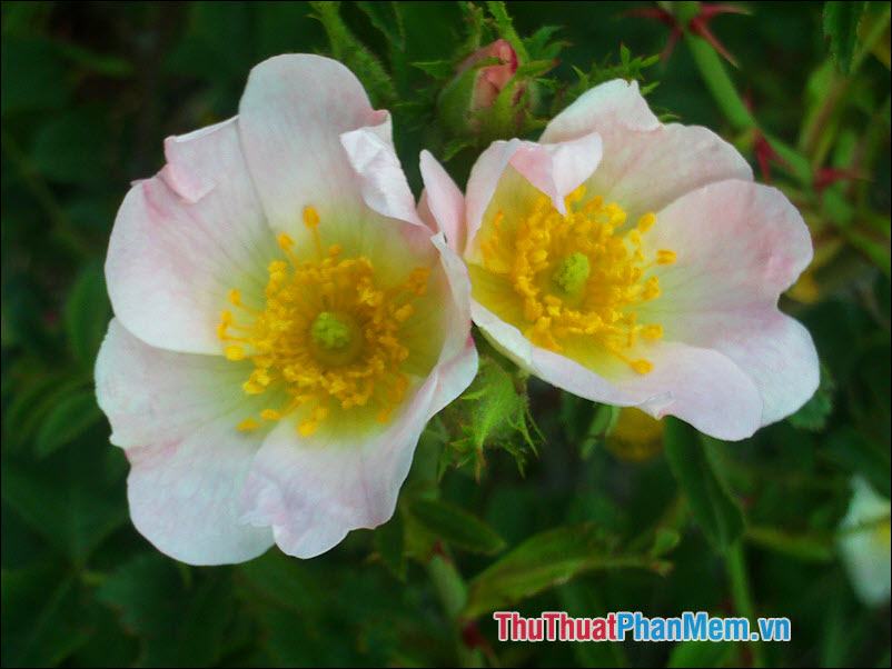 Hoa hồng Eglanteria - 1