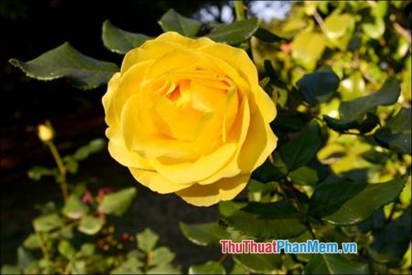 Hoa hồng Eglanteria - 5