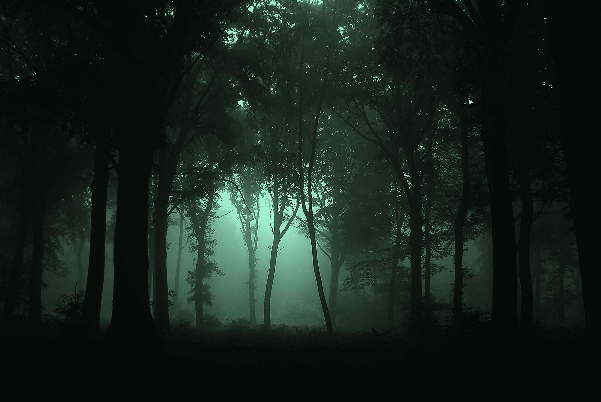 Hình nền rừng tối