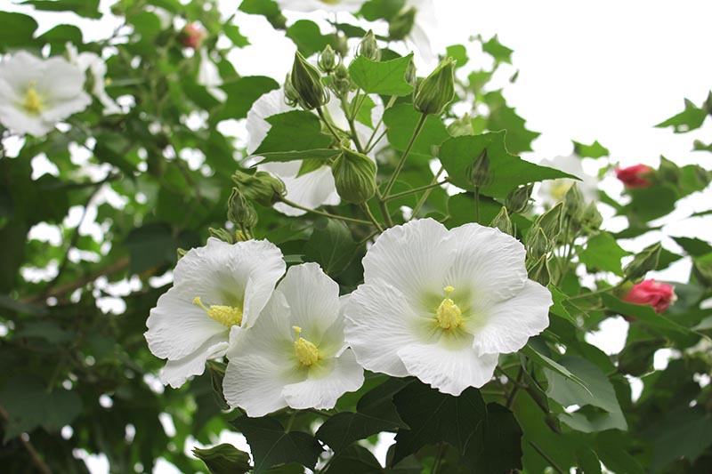 Hình ảnh hoa phù du trắng