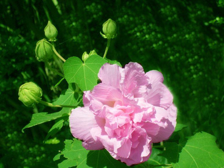 Hình ảnh ý nghĩa hoa Phù Dung đẹp nhất cho bạn yêu hoa