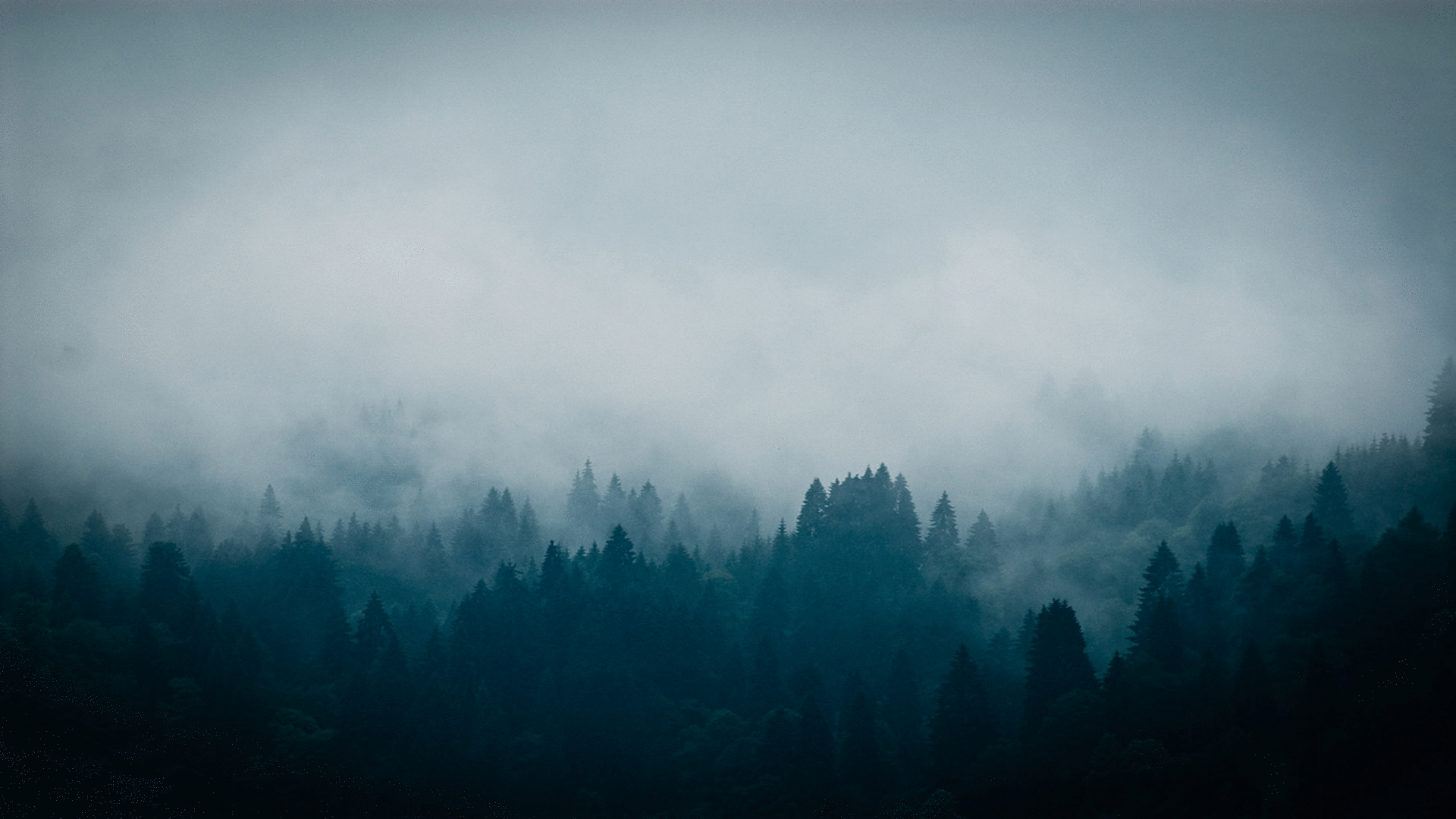 GIF khu rừng ảm đạm