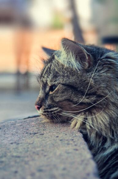 Chu meo buon |Chú mèo buồn trở thành ngôi sao mạng xã hội