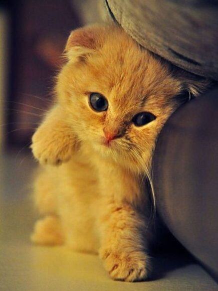 Ảnh Mèo Buồn Khóc, Cute, Đáng Yêu Nhất Thế Giới