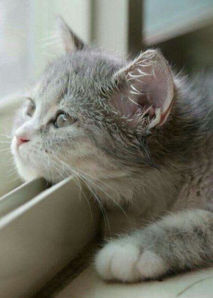 Hình ảnh mèo buồn, ảnh mèo khóc tâm trạng nhất - META.vn
