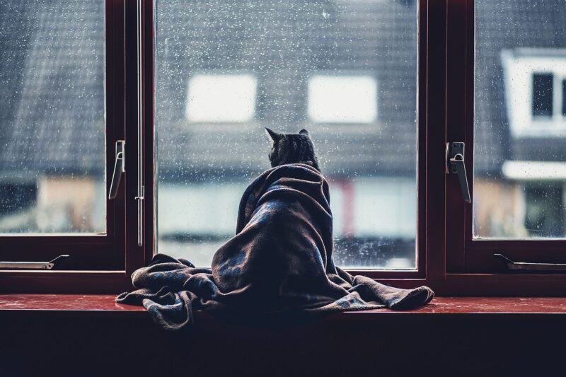 Hình ảnh mèo cô đơn buồn