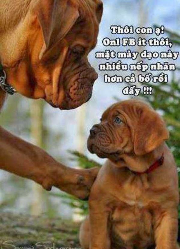 Hình ảnh hài hước về cuộc sống nhăn nheo của hai chú chó vì bị vuốt mặt quá nhiều