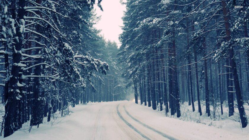 Hình ảnh con đường vắng giữa mùa đông lạnh giá với rừng cây