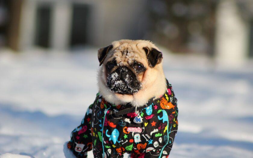 Hình ảnh mùa đông lạnh giá với chú chó pug dễ thương