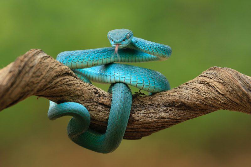 Hình ảnh, hình nền con rắn xanh