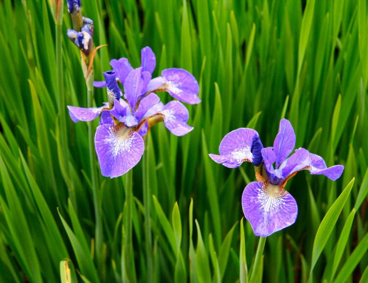 hình ảnh hoa iris