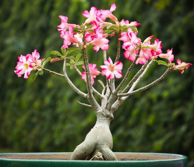 Hình ảnh cây hoa sứ hồng bonsai đẹp.