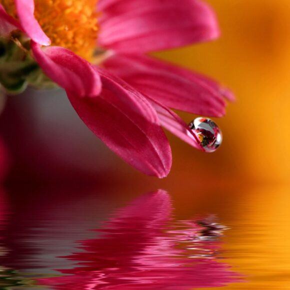 Hình ảnh giọt nước rơi trên cánh hoa