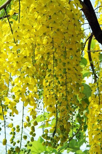 Hình ảnh Sài Gòn mùa hoa bò cạp vàng
