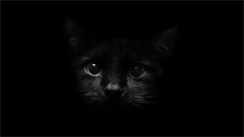 hình nền tối con mèo đen và bóng tối