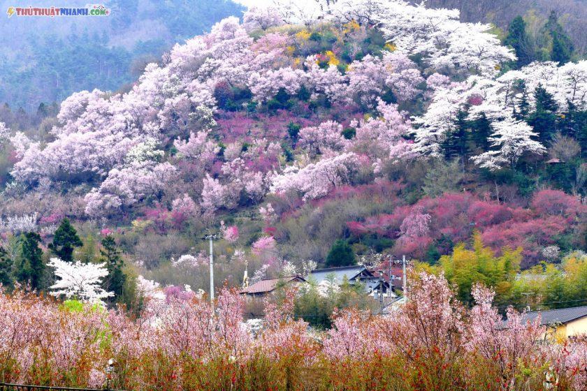 the most beautiful flower image