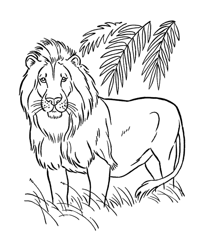 Tranh tô màu con sư tử trong rừng