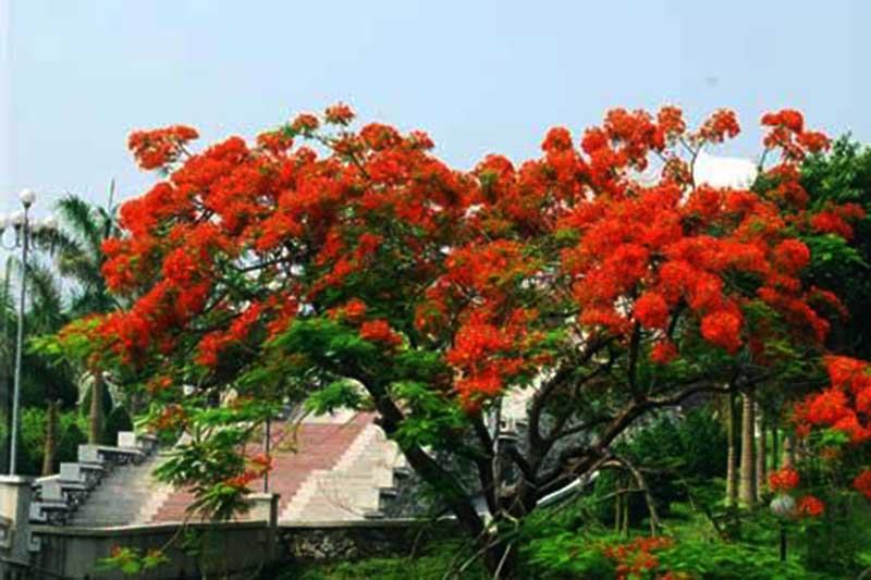 cây phượng đỏ đẹp nhất