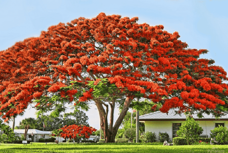 Hình ảnh cây phượng đỏ đẹp