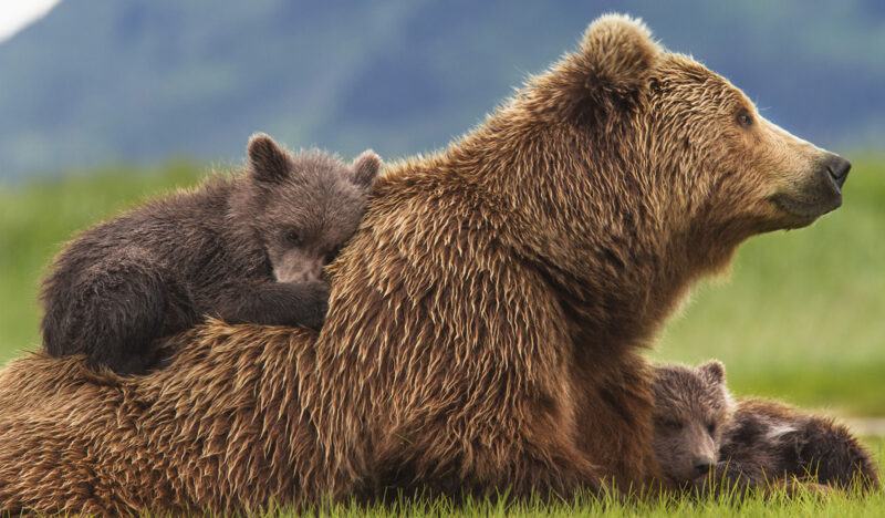 hình ảnh gấu và con
