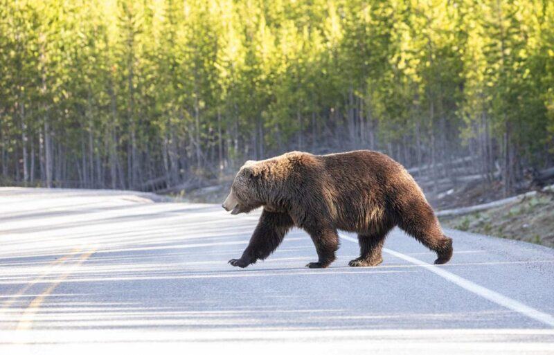 hình ảnh của một con gấu băng qua đường