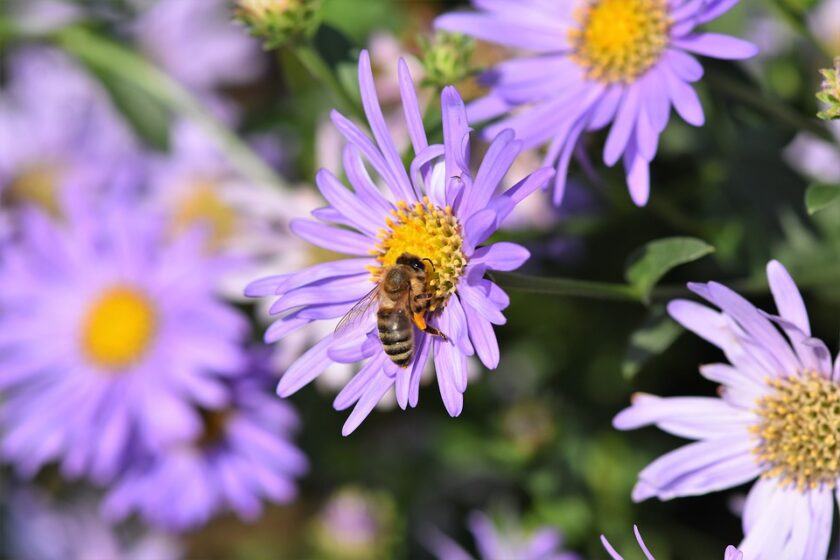 Hình ảnh cây thạch nam và đàn ong
