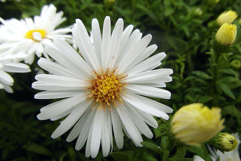 Hình ảnh hoa thạch thảo trắng