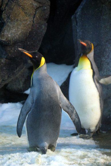 Hình ảnh và hình nền chim cánh cụt đẹp