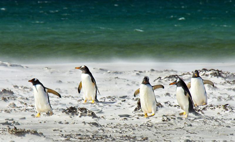 Hình ảnh và hình nền chim cánh cụt dễ thương