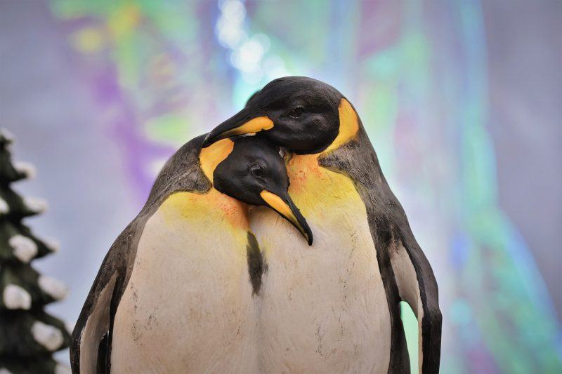 Hình ảnh và hình nền chim cánh cụt lãng mạn