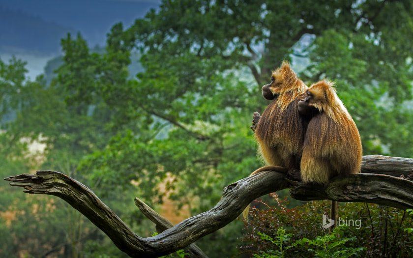 Khỉ đầu chó Gelada Bing dong và hình nền hoang dã