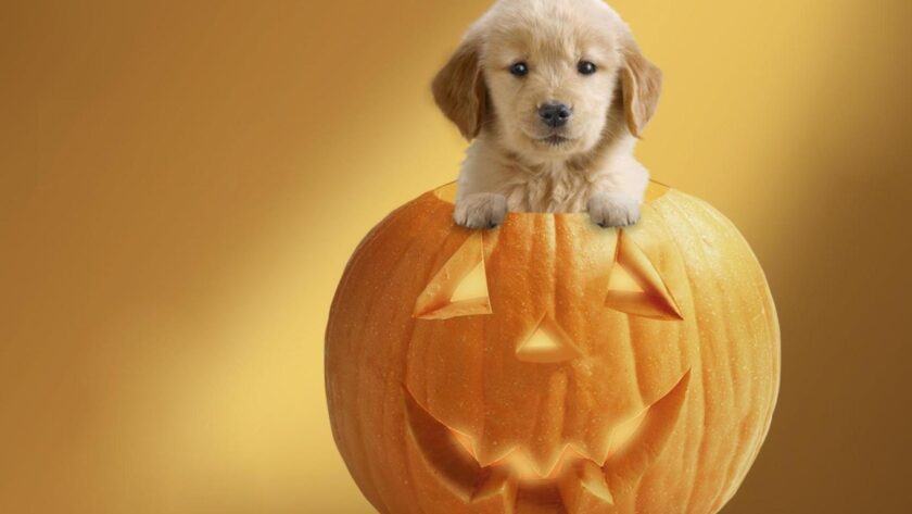 Hình ảnh halloween dễ thương về chó và bí ngô