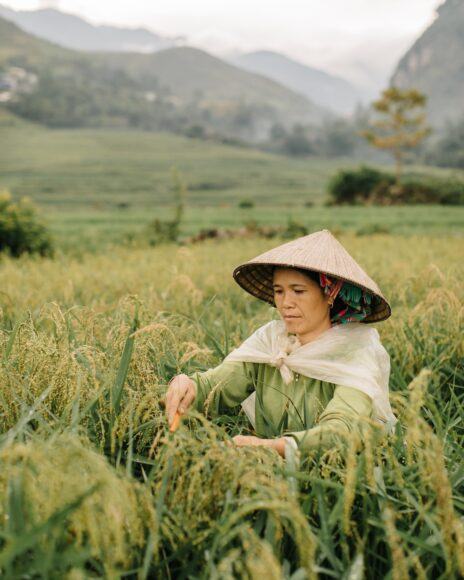 Hình ảnh làng quê Việt Nam giản dị