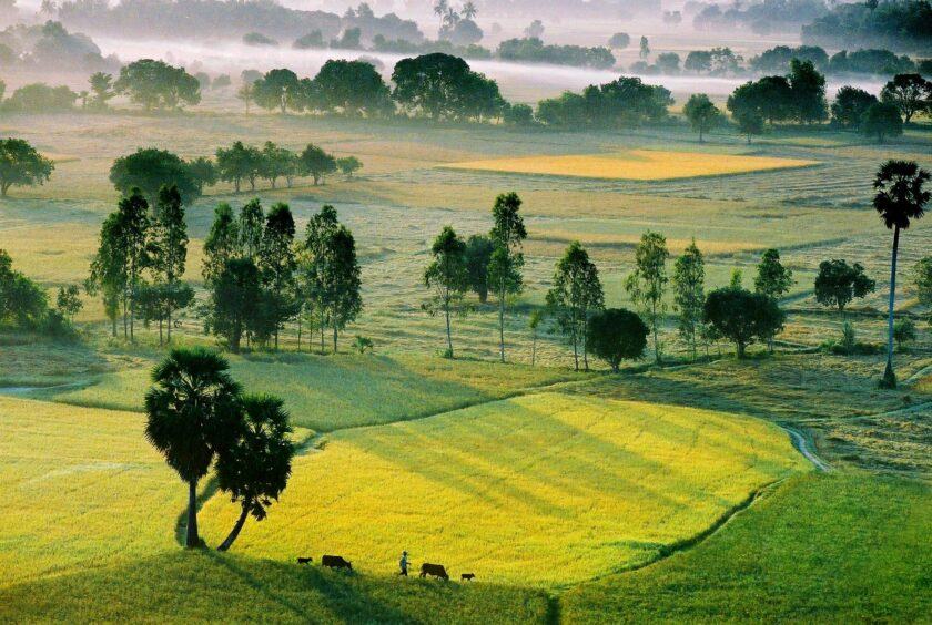Hình ảnh làng quê Việt Nam trong nắng sớm