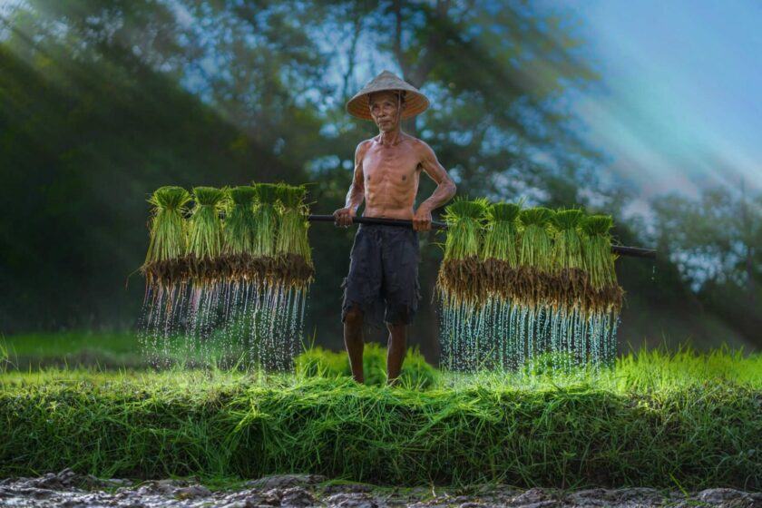 Hình ảnh làng quê Việt Nam cần cù