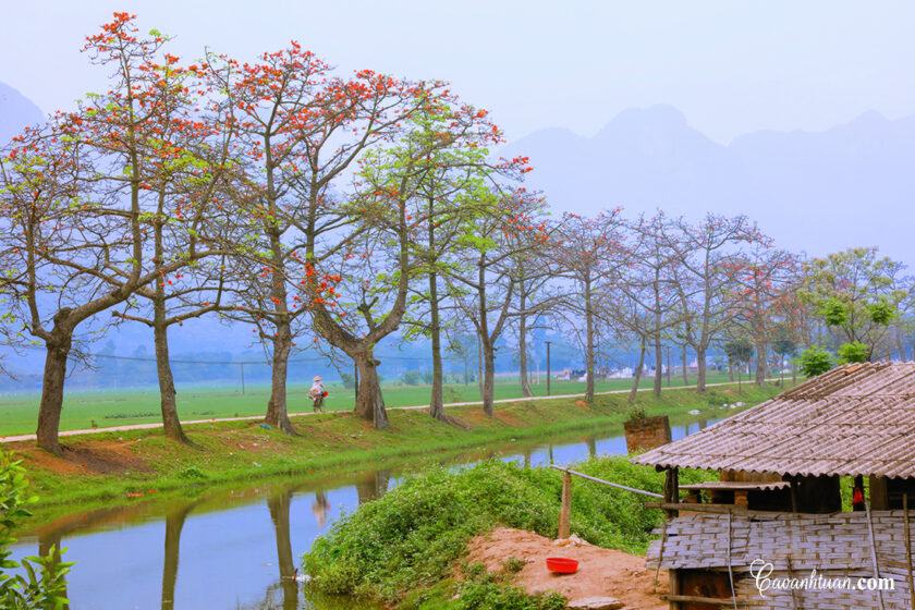 Hình ảnh làng quê Việt Nam đầy hoa gạo