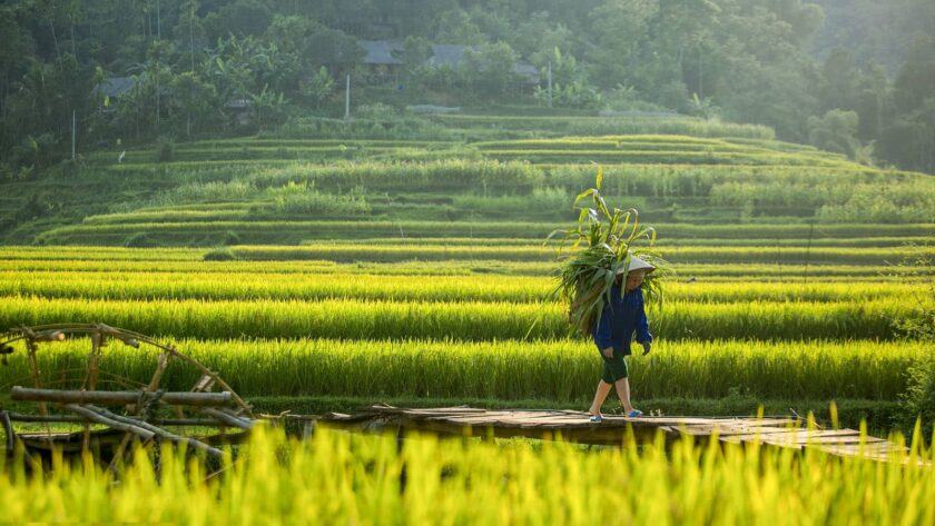 Hình ảnh làng quê Việt Nam thanh bình