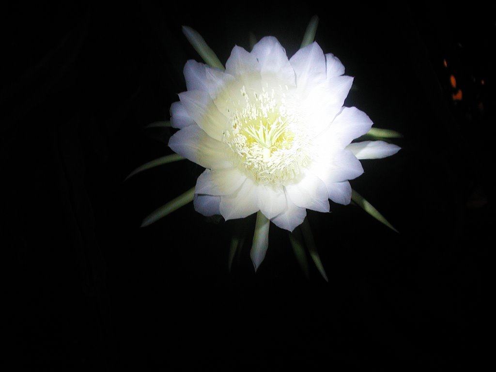 Hình ảnh hoa thanh long trong đêm