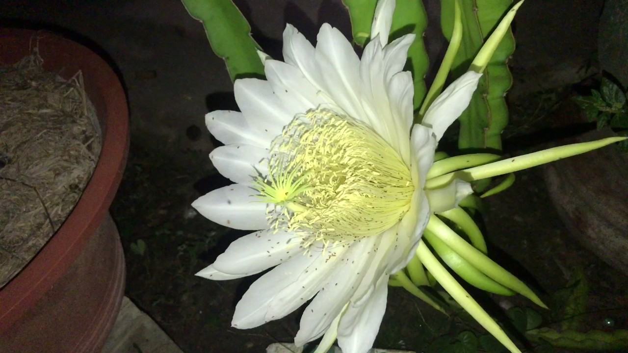 Thanh long ra hoa trắng