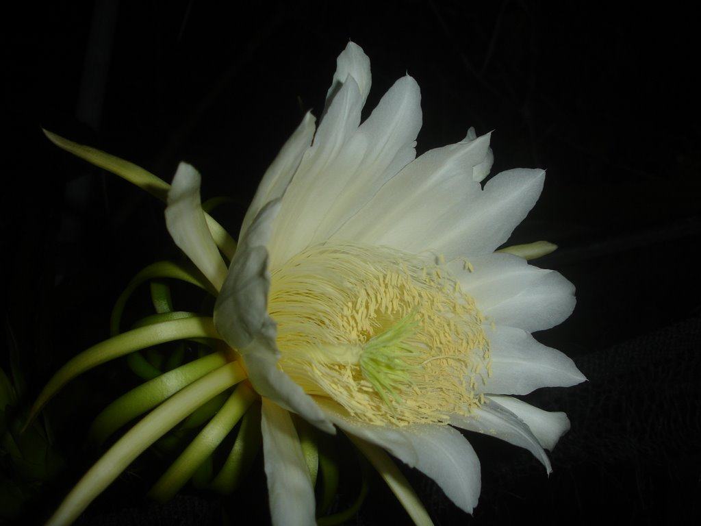 Hoa thanh long nở trắng đêm