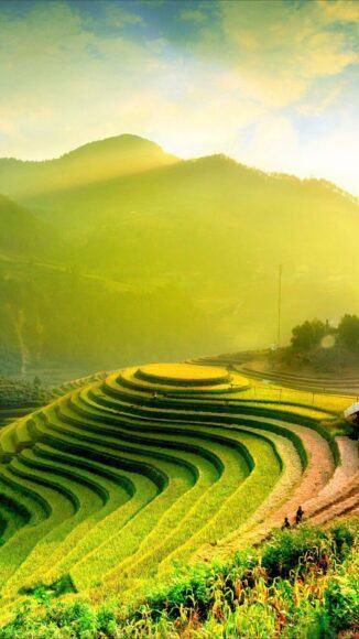 Ảnh đẹp phong cảnh thiên nhiên ruộng bậc thang Việt Nam