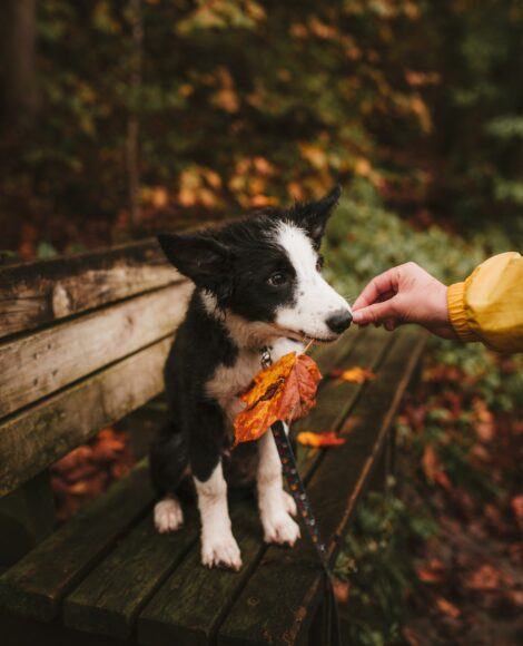 Hình ảnh mùa thu và những chú chó dễ thương