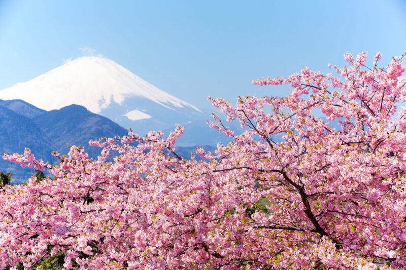 Vườn hoa anh đào hồng dưới chân núi Phú Sĩ