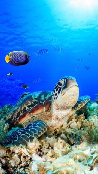 rùa biển tìm kiếm thức ăn