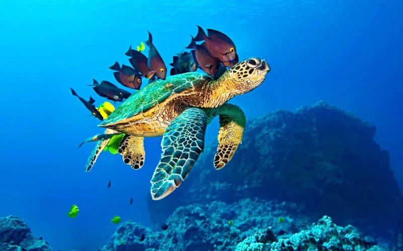 Hình ảnh rùa biển và các loài cá dưới đáy biển
