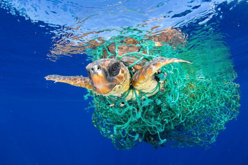 Hình ảnh con rùa trong lưới