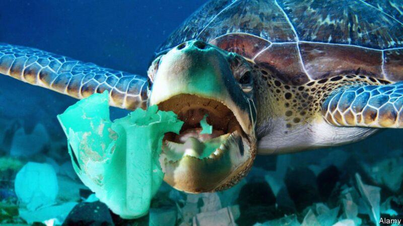 Hình ảnh rùa biển mắc cạn