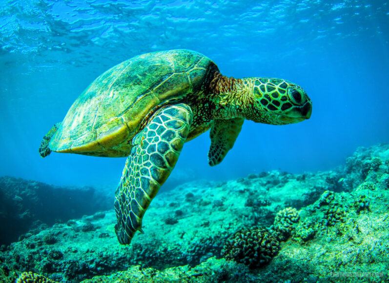 Hình ảnh rùa bơi đẹp nhất