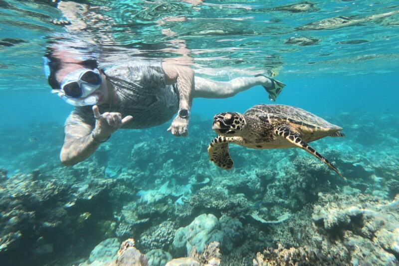 Hình ảnh rùa biển và thợ lặn