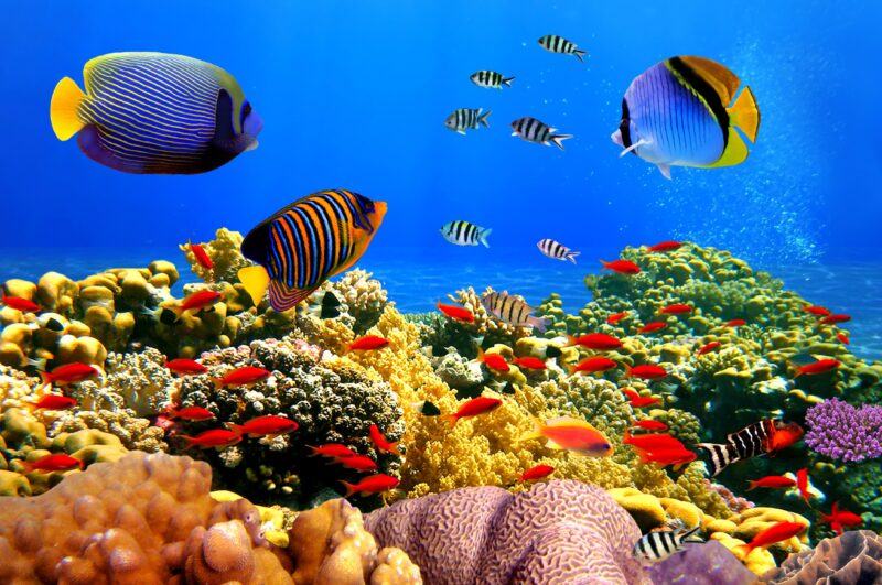 Hình ảnh san hô ở đảo Phú Quốc
